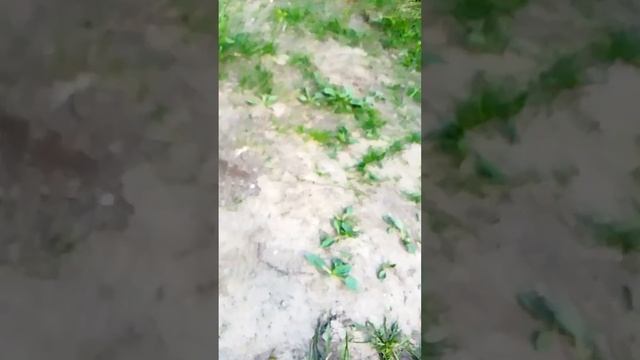 эй...это я #ящерка #ящерицы #ящерица смотреть онлайн