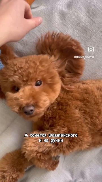 А вы как думаете? #собака #пудель #тойпудель #щенок #dog #poodle #смешныесобаки #puppy #мальтипу смотреть онлайн