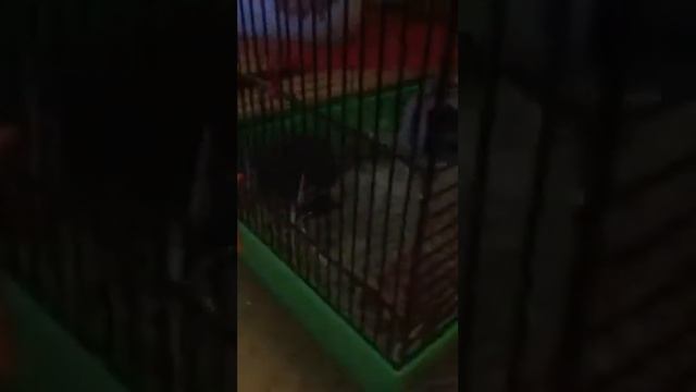 Малютки Дегу смотреть онлайн