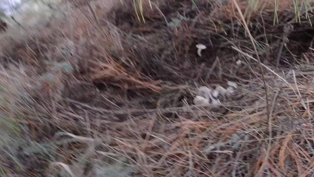 декабрь  грибов