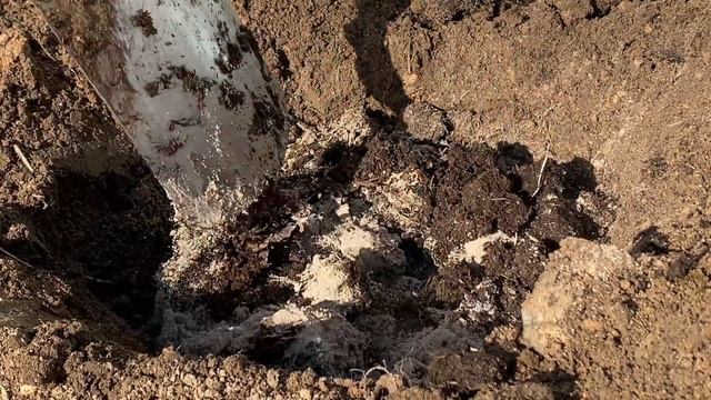 ПОЛОЖИТЕ в Лунку ЭТОТ СОСТАВ при Посадке МАЛИНЫ и она завалит Вас своим урожаем! смотреть онлайн