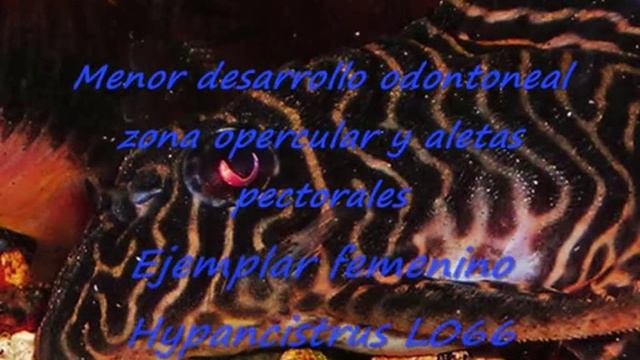 hypancistrus L066 0001 смотреть онлайн