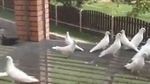 Иранские голуби Геннадия Лозко в Украине!!!