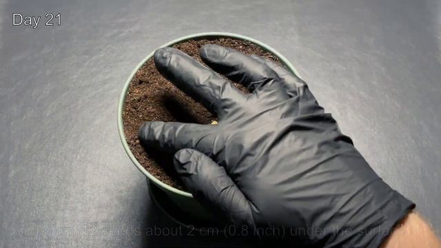 How To Grow Corn From Store Bought Corn Cob смотреть онлайн