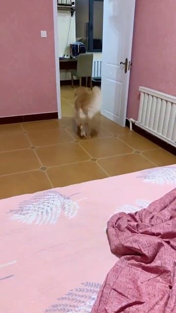 The Daily funniest dog videos 2021 #Shorts308 смотреть онлайн