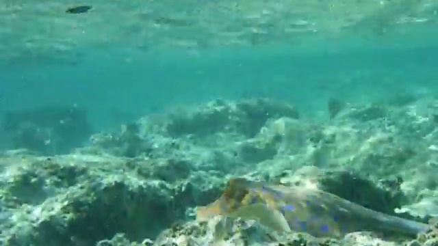 IMGP0570.MOV СКАТ БЕГСТВО смотреть онлайн