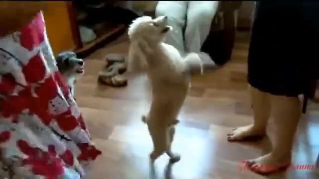 Собака пляшет смотреть онлайн