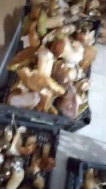 Raccolta Porcini record 03/10/2020 смотреть онлайн
