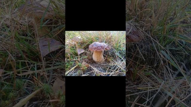 Грибы