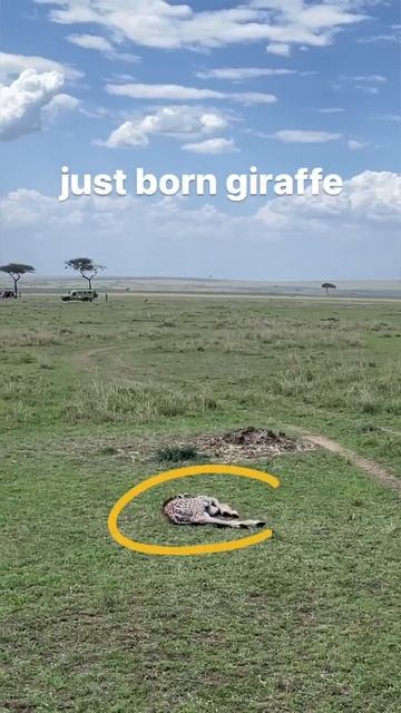 I Wrote Poem For Giraffes || Zeo Mini Blog #zeo #giraffe #poem #shorts