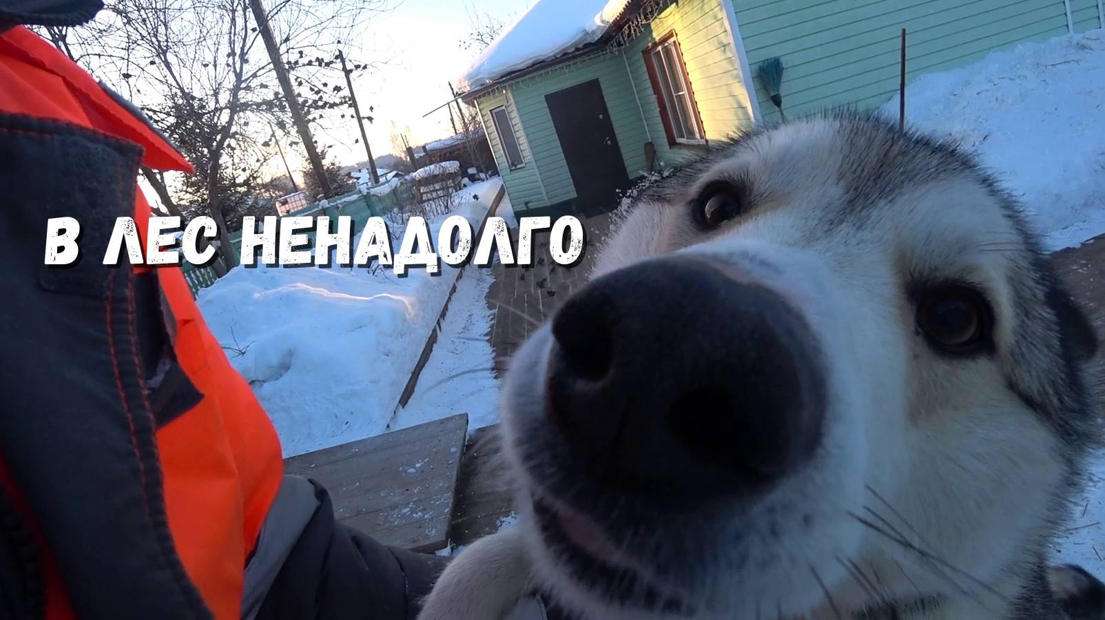 По быстрому в лес и обратно. Хоз.дела. смотреть онлайн