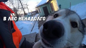 По быстрому в лес и обратно. Хоз.дела.