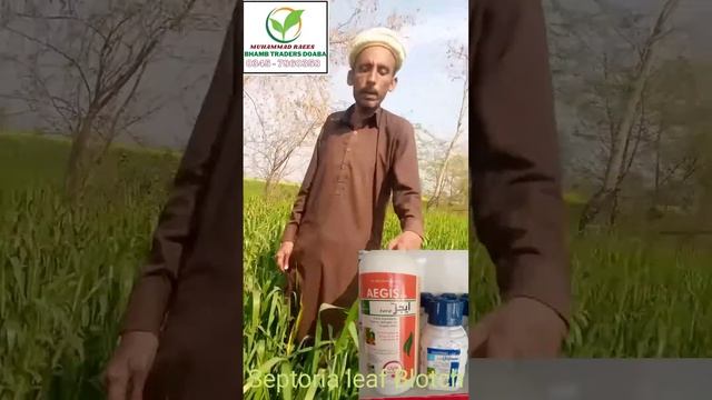 Recommended,M Raees.  Septoria Leaf Blotch