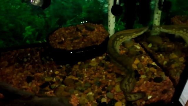 Панцирный мастацембелус смотреть онлайн