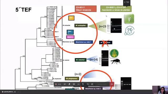 Webinar Análisis Filogenéticos del género Metarhizium смотреть онлайн