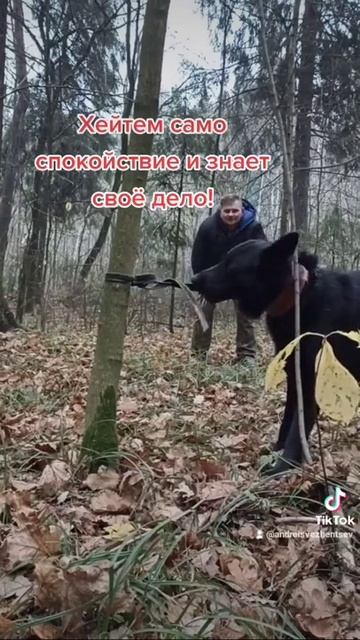 Немецкая Овчарка Хэйтем. Перегрыз поводок! И стресс он не испытывает! А то много негатива было. смотреть онлайн