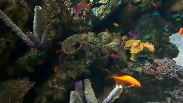 fish 471 смотреть онлайн