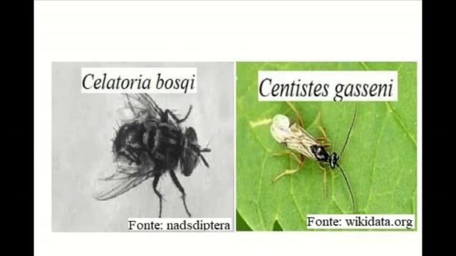 Manejo Integrado de Pragas do Feijoeiro смотреть онлайн