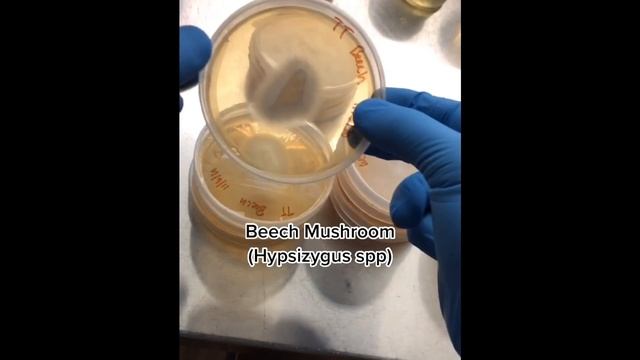 Wild mushroom clone updates and mushroom culture exposition смотреть онлайн