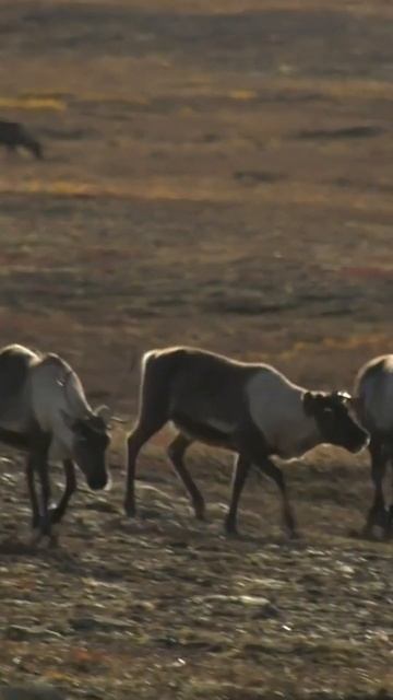 Во время гололёда олени пали, с той поры мы на одном месте остаемся #shorts смотреть онлайн