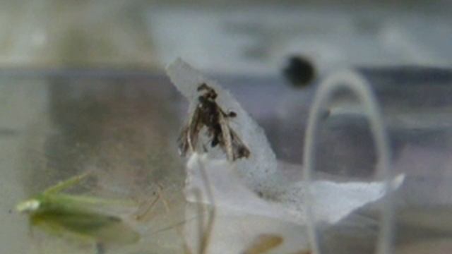 ants 3 смотреть онлайн