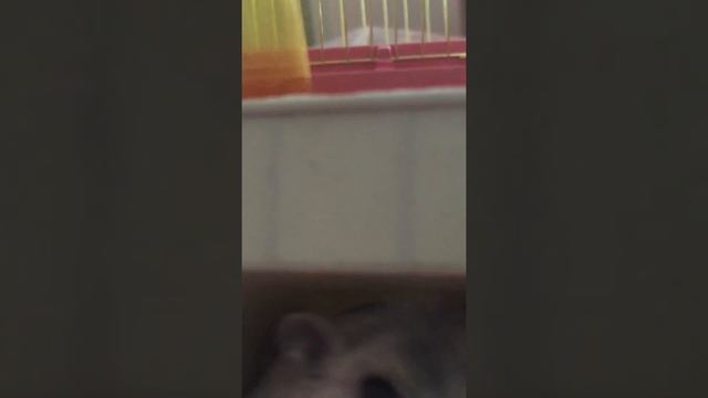 Хомяк киви 🥝 🐭🐭😄 смотреть онлайн