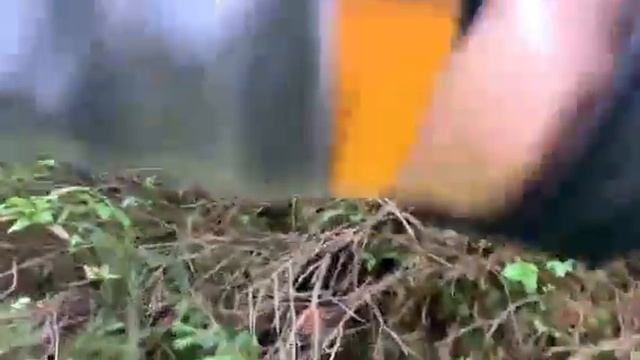 Белые Грибы Карпаты 23.08.21