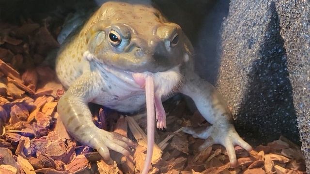 Bufo Alvarius | Sacred Toad | Live Feeding смотреть онлайн