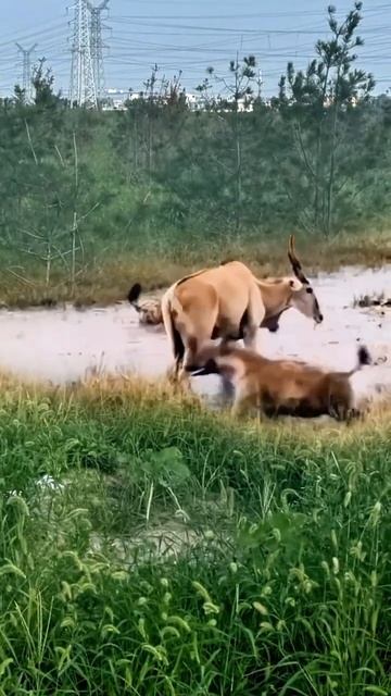 Wild dogs force antelopes into the water. Wild animals at close range. Confusing behavior of ani смотреть онлайн
