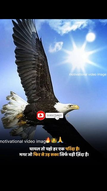 gayal parinda fir udega#motivation #subscribe #trend #viral #youtube #motivationalstatus #imagevide смотреть онлайн