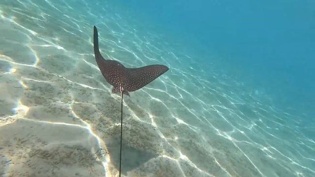 Adler Rochen in Marsa Alam - Ägypten смотреть онлайн