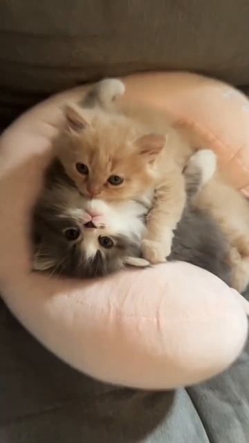 Cats are popular as pets #cat #pet #catlover #pets #cats #animals #anime #animal #kitten смотреть онлайн