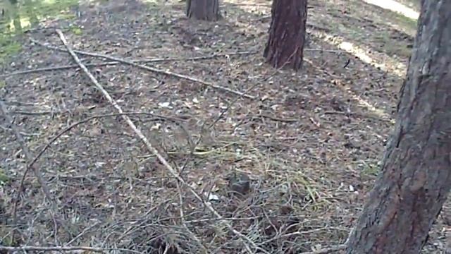 Как не надо искать грибы смотреть онлайн