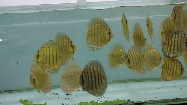 New Quality Discus Fish Starting From ₹200 | Discus FIsh At Low Rates | Ace Discus Hatchery смотреть онлайн