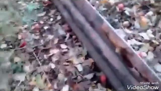 Грибы вешенка 4.11.17г. смотреть онлайн