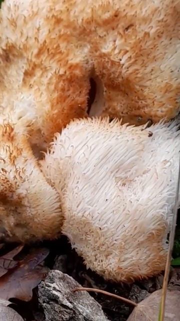 Ежовик Гребенчатый смотреть онлайн