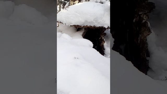 Сойка воровка. смотреть онлайн