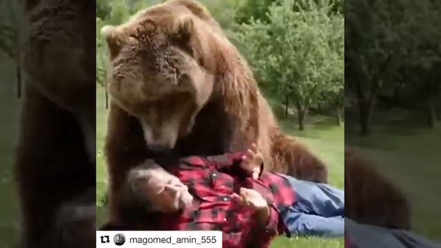 Дедушка и медведь дикая дружба смотреть онлайн