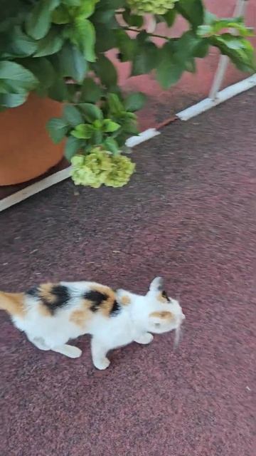 кошки Черногория август 2024/cats Montenegro August 2024 #shrots #cat #montenegro #nature #animals смотреть онлайн