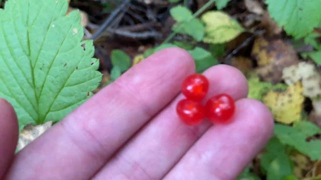 ВЛОГ Пошли по  грибы🍄