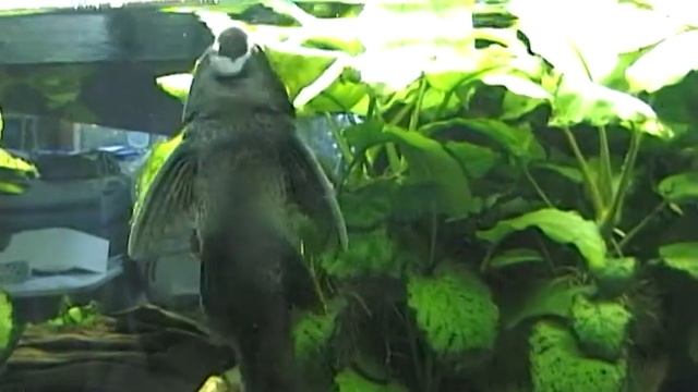 Hypostomus plecostomus смотреть онлайн