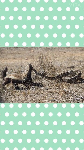 Honey Badger 🦡🦡 V/S Snake 🐍🐍|| Who Will Win??😱😱🤔🤔 смотреть онлайн