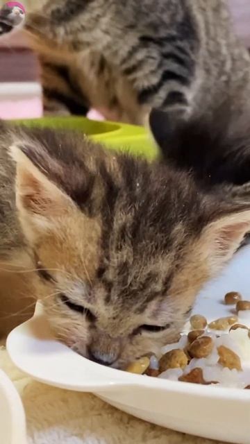 Cuteness Overload! 🥰 Kitten Go Crazy Over Weaning Food 🍽️ смотреть онлайн