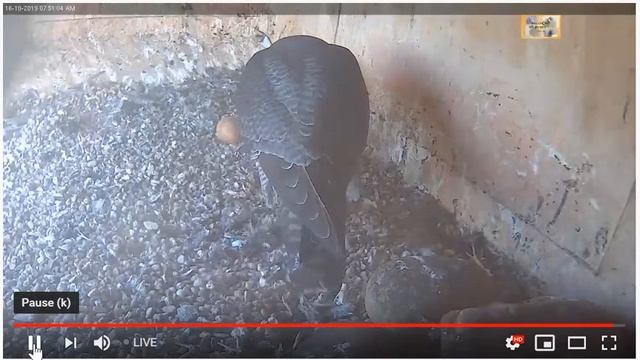 2019 10 16 0750 crimson rosella Di breakfast nest смотреть онлайн