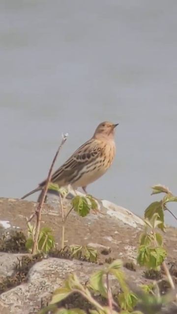 Roodkeelpieper смотреть онлайн