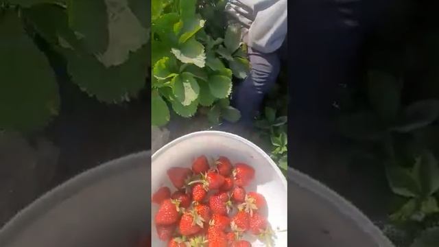 Құлпынай Биогумуска егилген Таза #шылаушын #рек #хиты #тойдуман #алматы #кулан #Кампост смотреть онлайн