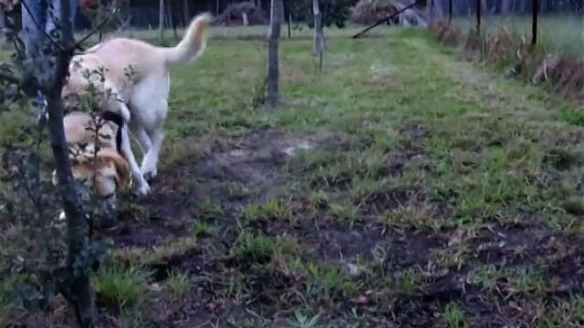 BUDDY the truffle hound #3 смотреть онлайн