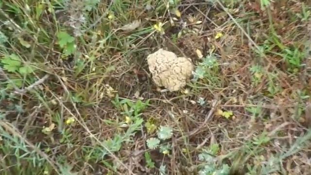 гриби весняні ..