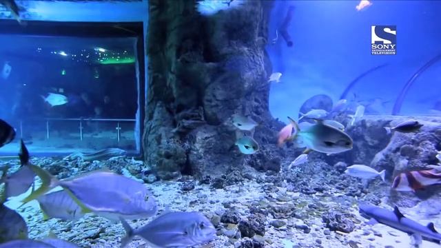 Утро в Океанариуме смотреть онлайн