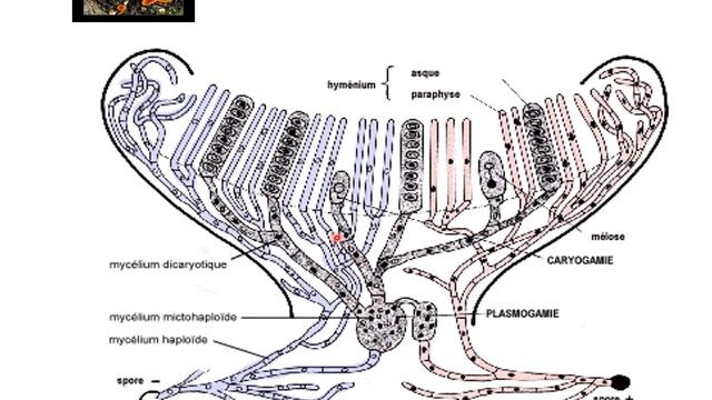 La classification des champignons смотреть онлайн